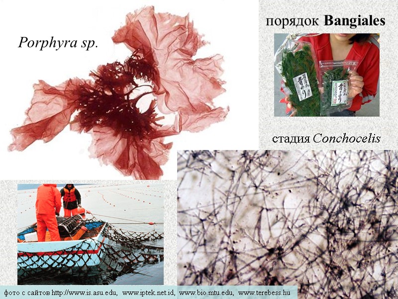 порядок Bangiales фото с сайтов http://www.is.asu.edu, www.iptek.net.id, www.bio.mtu.edu, www.terebess.hu Porphyra sp. стадия Conchocelis